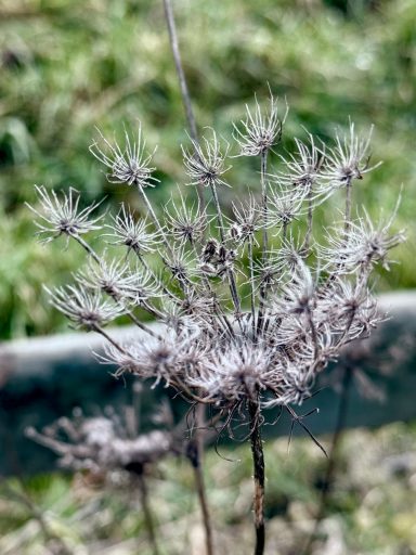 Nahrungsquelle im Winter