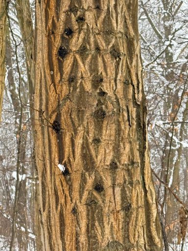 Interessante Baumrinde Autogenes Training in der Natur